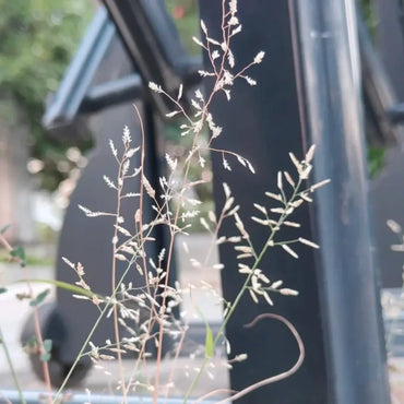 Weeping Lovegrass Seeds - Verdseeds