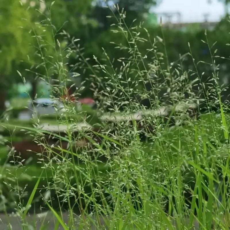 Weeping Lovegrass Seeds - Verdseeds