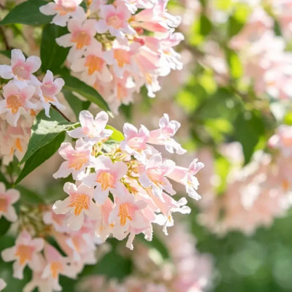 Beauty Bush Seeds