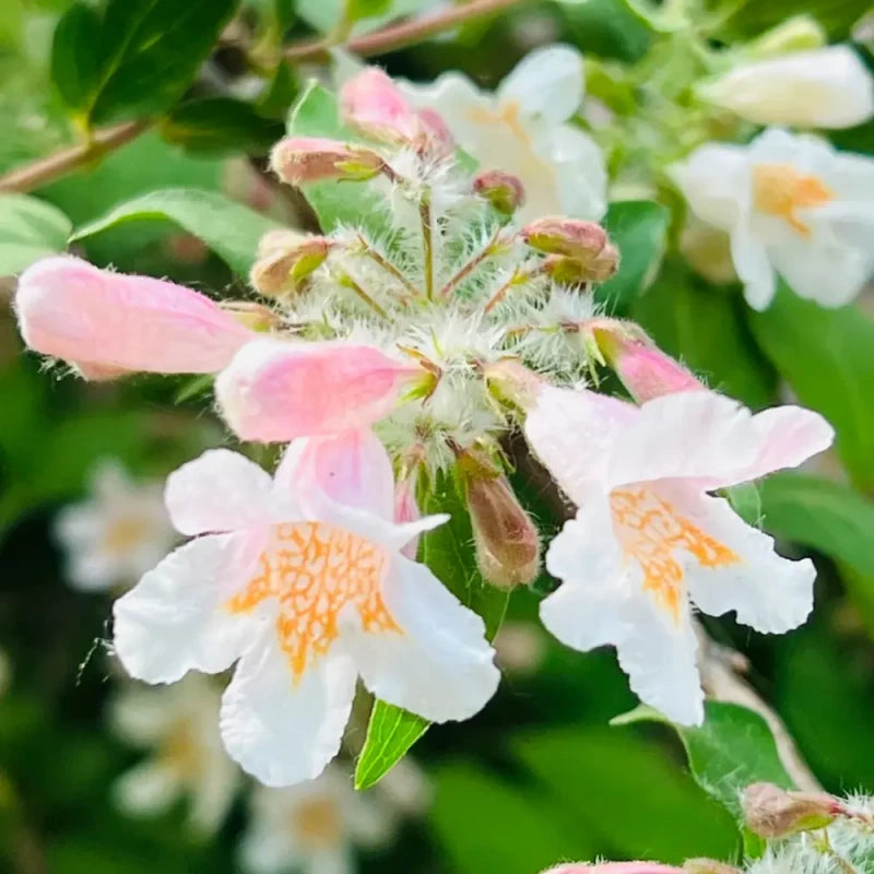 Beauty Bush Seeds
