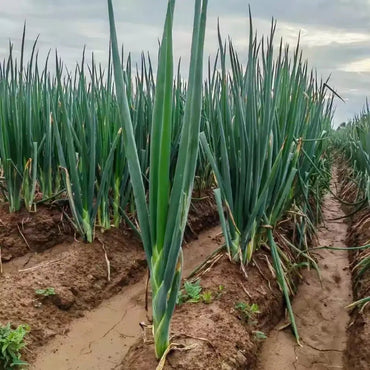 Welsh Onion Seeds - Verdseeds