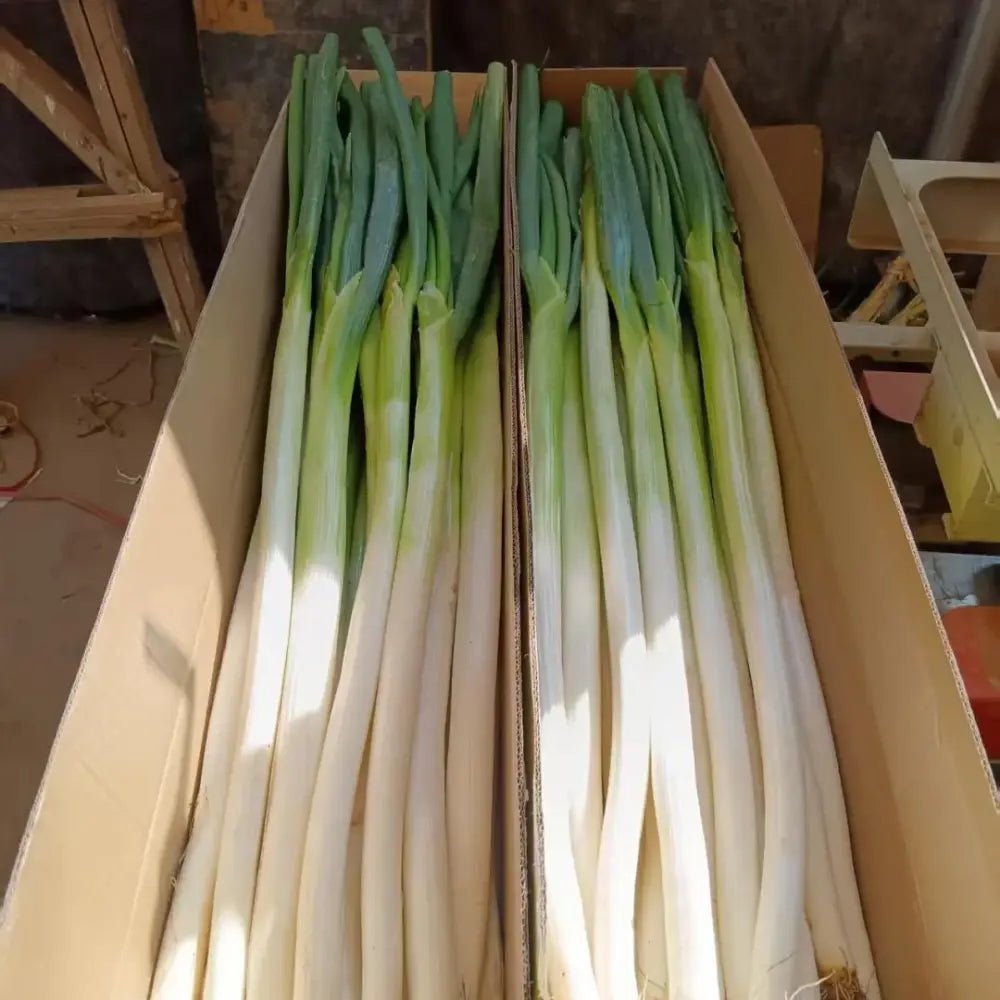 Welsh Onion Seeds - Verdseeds