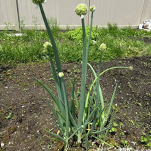Welsh Onion Seeds - Verdseeds