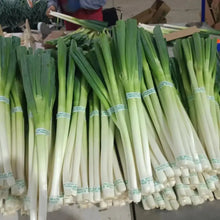 Welsh Onion Seeds - Verdseeds