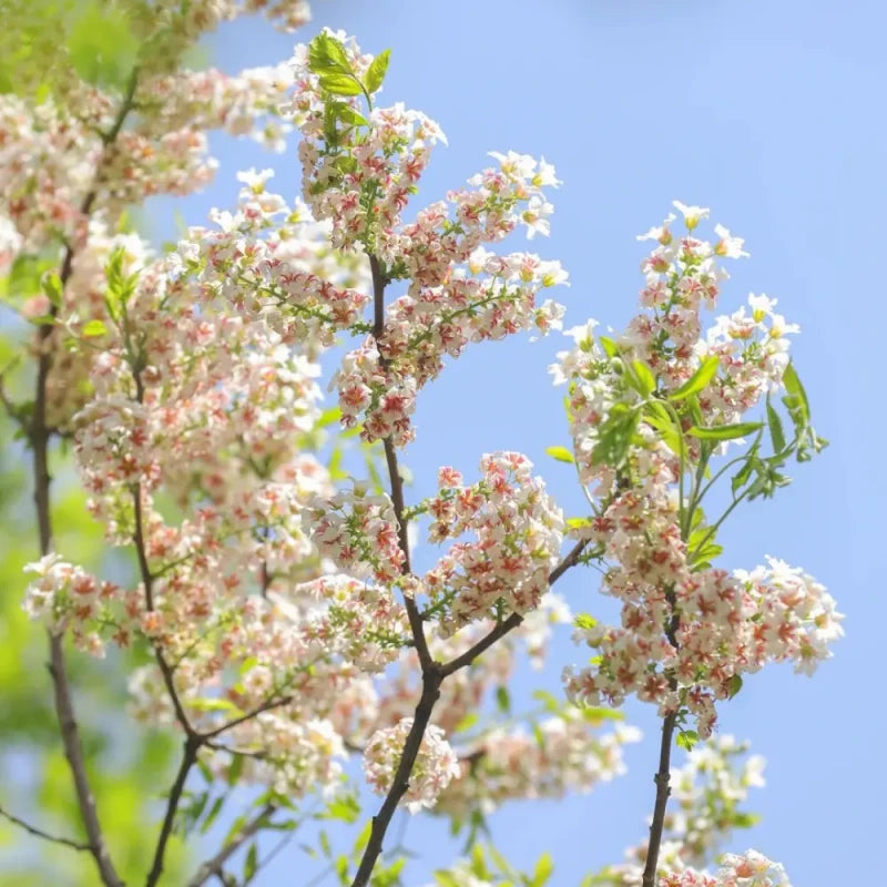 Yellowhorn Seeds