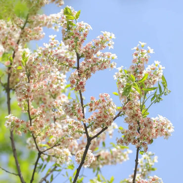 Yellowhorn Seeds