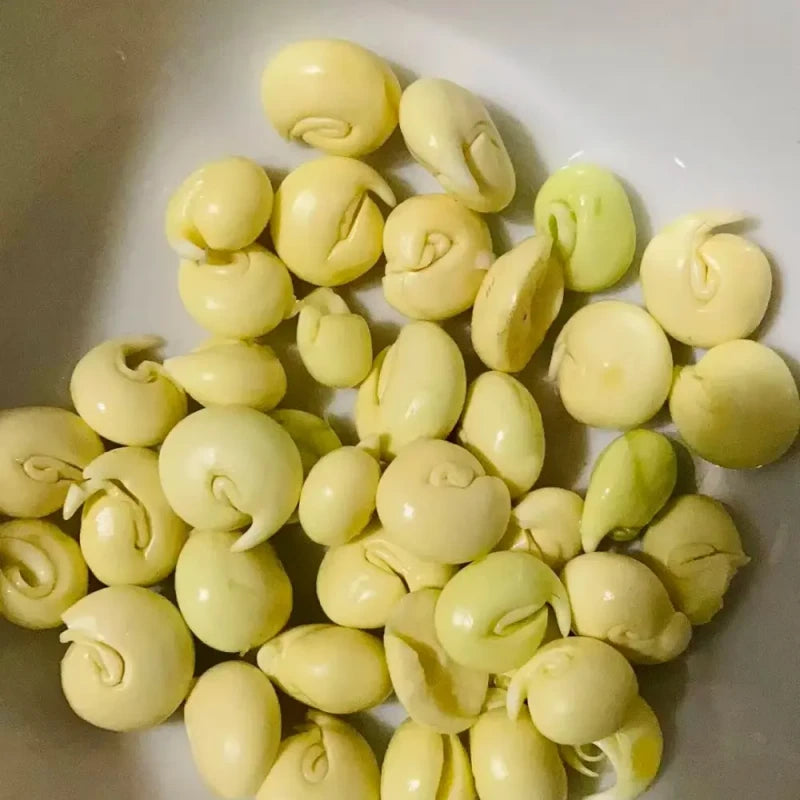 Yellowhorn Seeds