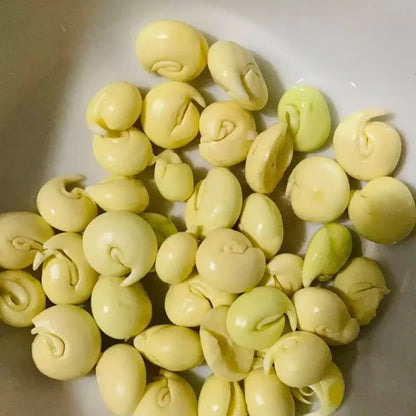 Yellowhorn Seeds