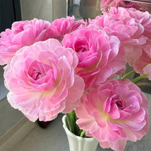 Wheatfield Ranunculus Seeds - Verdseeds