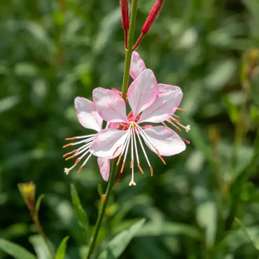 Whirling Butterflies Seeds - Verdseeds