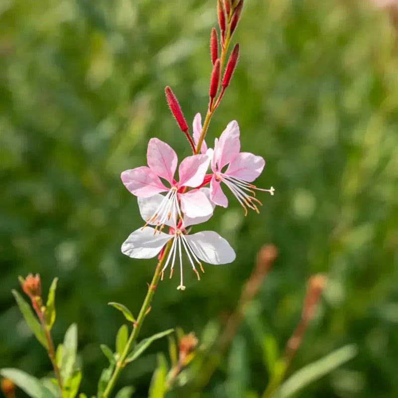 Whirling Butterflies Seeds - Verdseeds