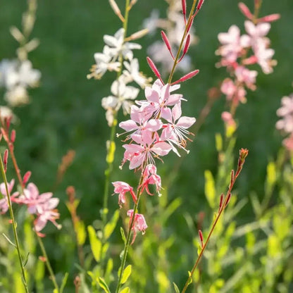 Whirling Butterflies Seeds - Verdseeds
