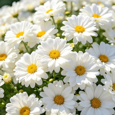 White African Marigold Seeds - Verdseeds