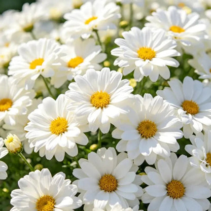 White African Marigold Seeds - Verdseeds
