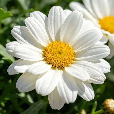 White African Marigold Seeds - Verdseeds