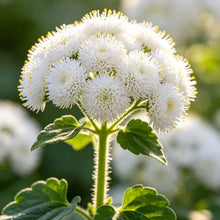 White Ageratum Seeds - Verdseeds