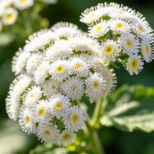 White Ageratum Seeds - Verdseeds