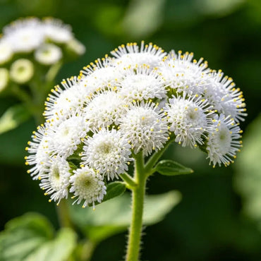 White Ageratum Seeds - Verdseeds
