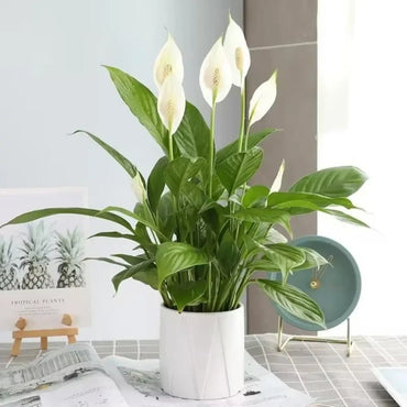 White Anthurium Seeds - Verdseeds