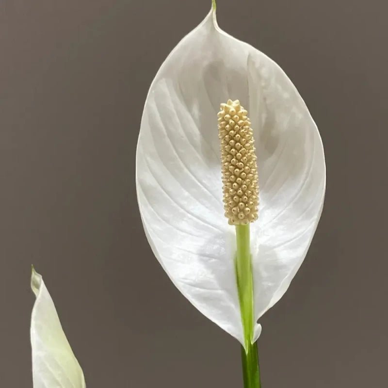 White Anthurium Seeds - Verdseeds