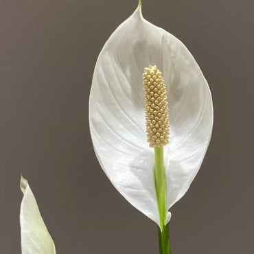 White Anthurium Seeds - Verdseeds