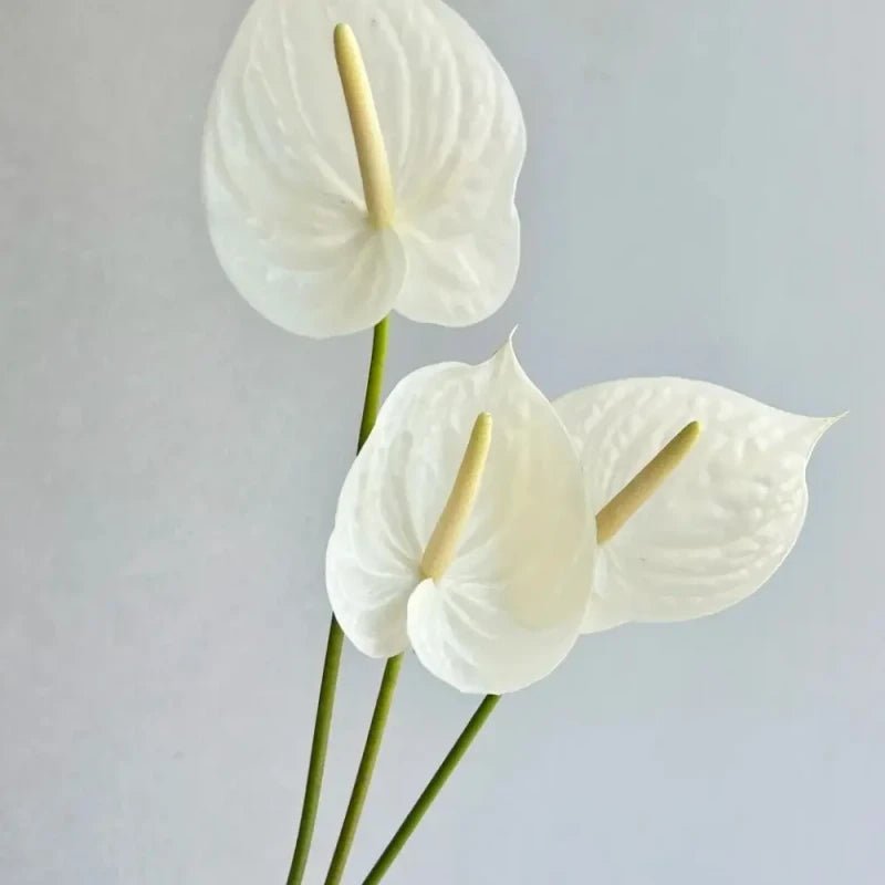 White Anthurium Seeds - Verdseeds