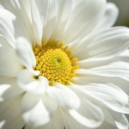 White Aster Seeds - Verdseeds