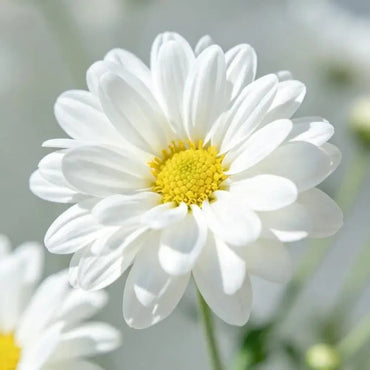 White Aster Seeds - Verdseeds