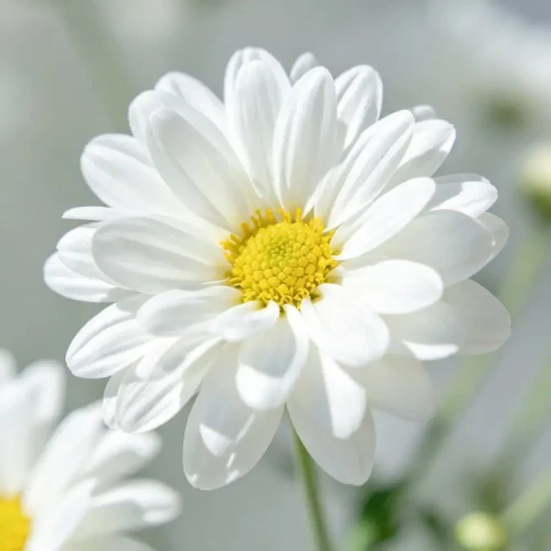 White Aster Seeds - Verdseeds