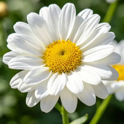 White Aster Seeds - Verdseeds