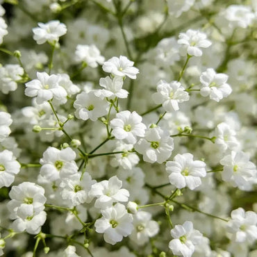 White Baby's Breath Seeds - Verdseeds