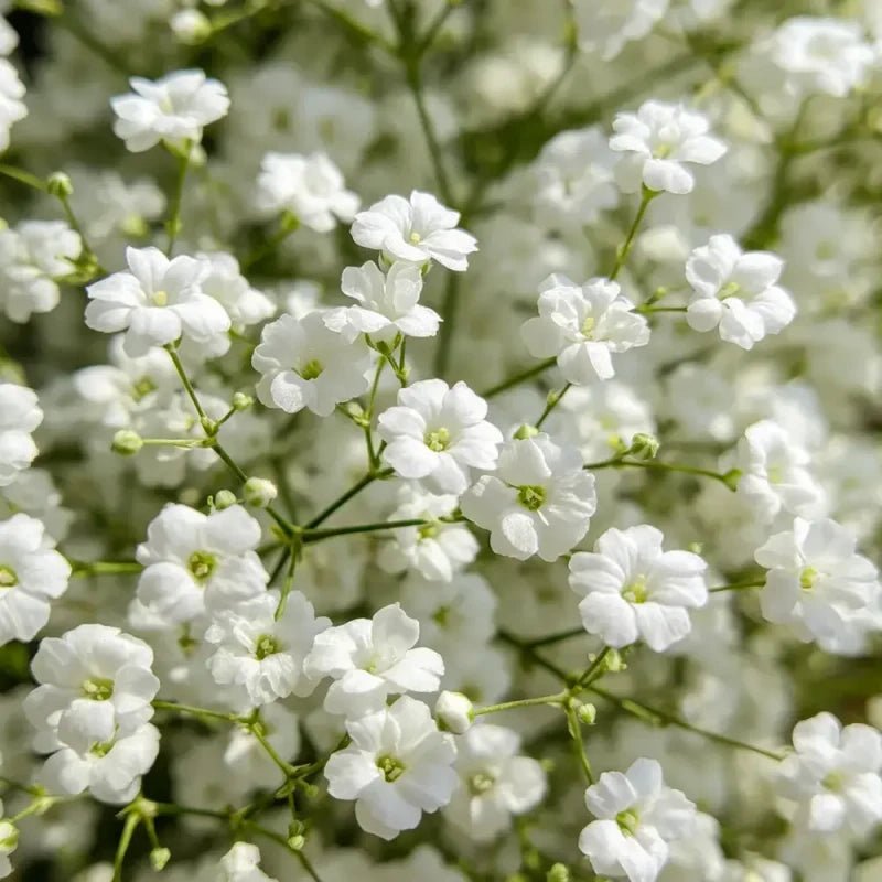 White Baby's Breath Seeds - Verdseeds