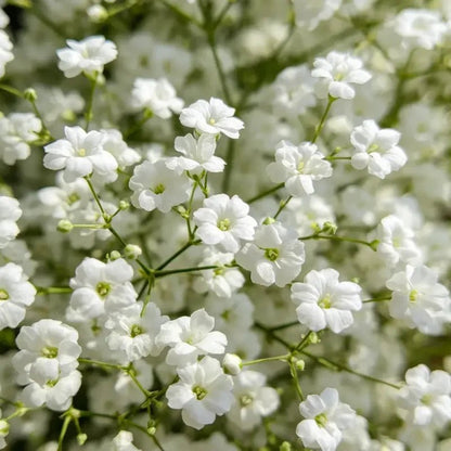 White Baby's Breath Seeds - Verdseeds
