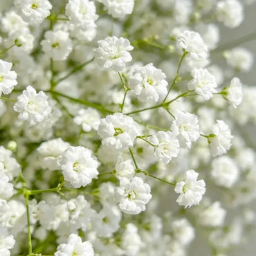 White Baby's Breath Seeds - Verdseeds