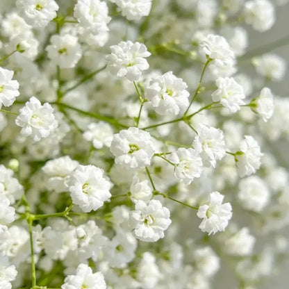 White Baby's Breath Seeds - Verdseeds