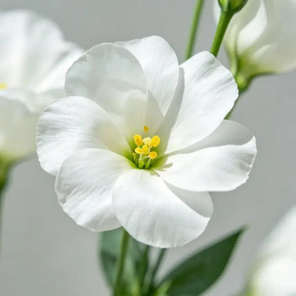 White Balloon Flower Seeds - Verdseeds