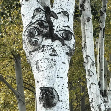 White Birch Seeds - Verdseeds