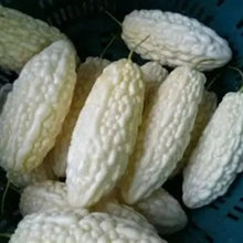 White Bitter Melon Seeds - Verdseeds