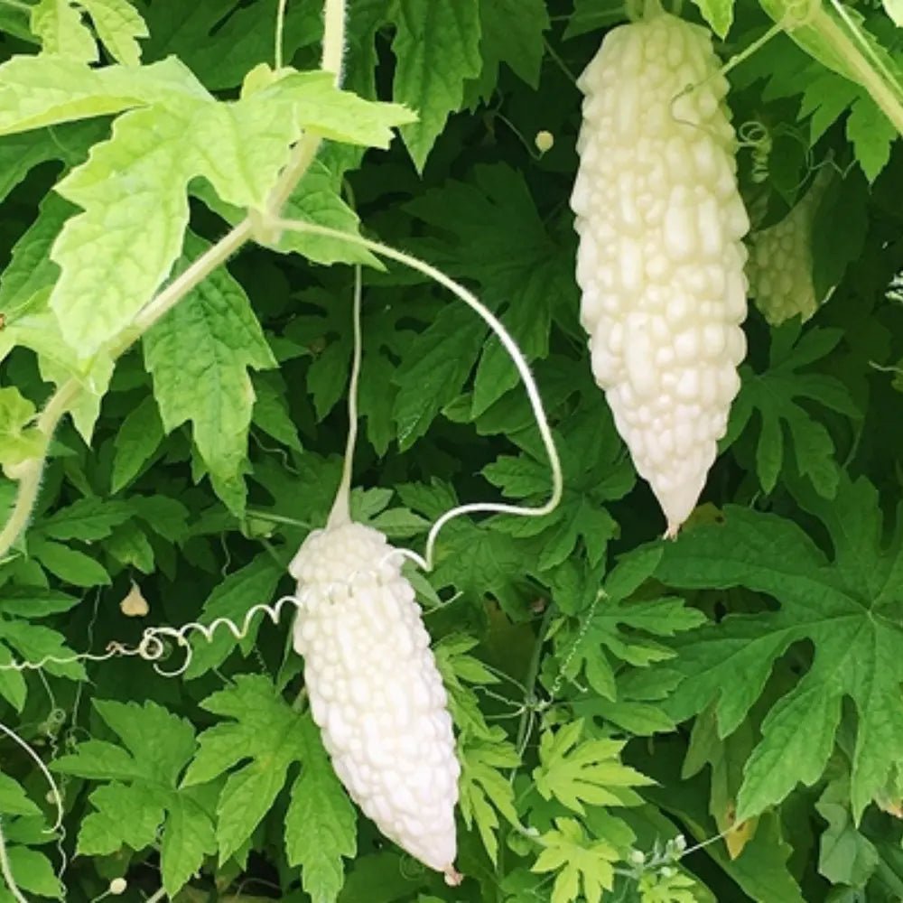 White Bitter Melon Seeds - Verdseeds