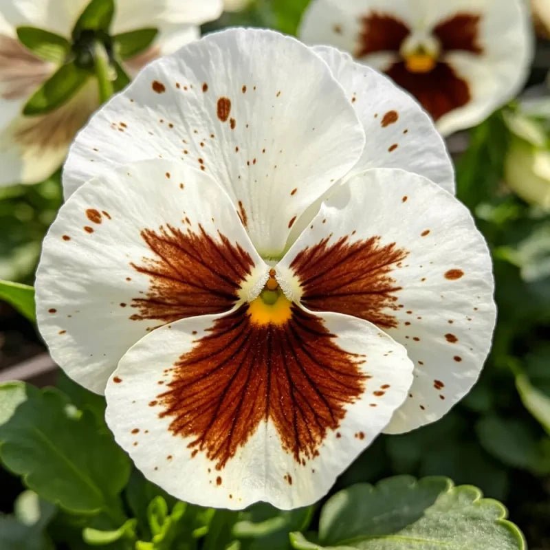 White Brown Spots Pansy Seeds - Verdseeds