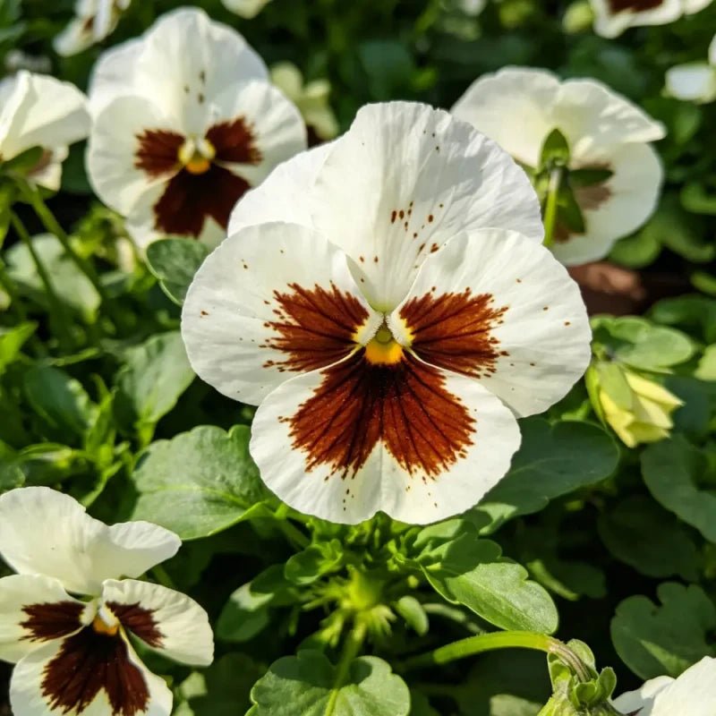 White Brown Spots Pansy Seeds - Verdseeds