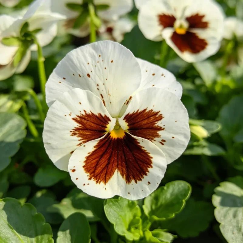 White Brown Spots Pansy Seeds - Verdseeds