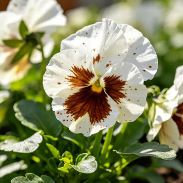 White Brown Spots Pansy Seeds - Verdseeds