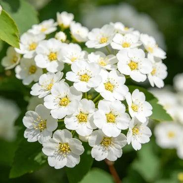 White Candytuft Seeds - Verdseeds