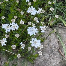White Catchfly Seeds - Verdseeds