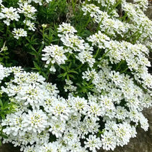 White Catchfly Seeds - Verdseeds