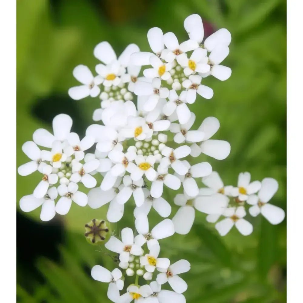 White Catchfly Seeds - Verdseeds