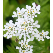 White Catchfly Seeds - Verdseeds