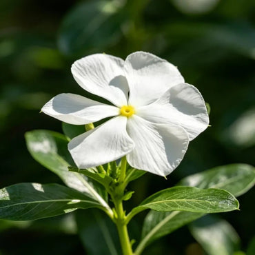 White Catharanthus roseus (Madagascar Periwinkle) Seeds - Verdseeds
