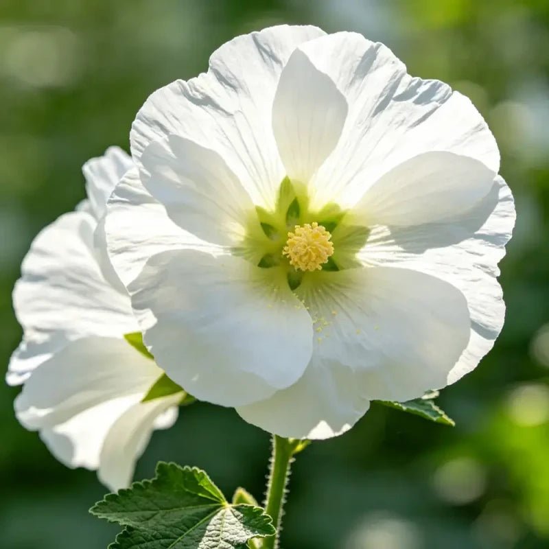 White Common Mallow Seeds - Verdseeds